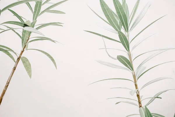 Zielony liść rośliny — Zdjęcie stockowe