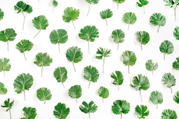 Blommönster gjord av gröna blad — Stockfoto