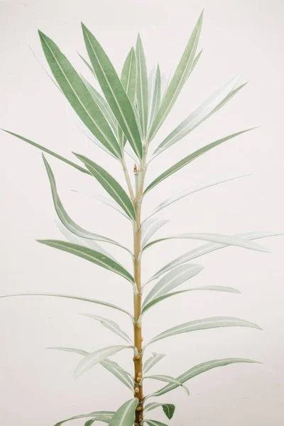 Planta de folha verde — Fotografia de Stock