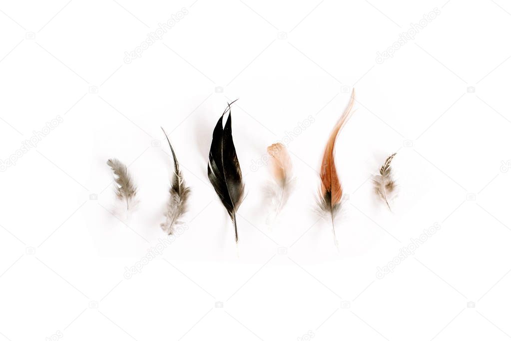 bird feathers background