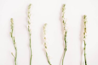 beyaz zemin üzerine beyaz çiçekler