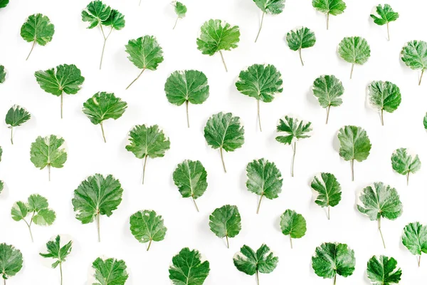 Floral μοτίβο φτιαγμένο από πράσινα φύλλα — Φωτογραφία Αρχείου