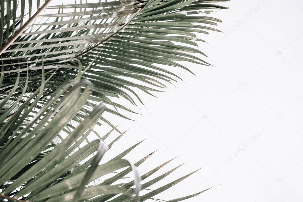 Tropical palm branches