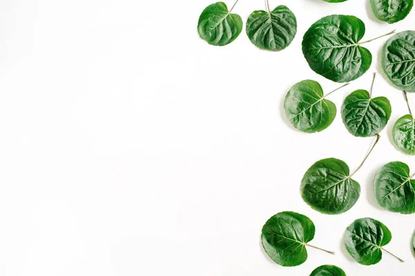 Πράσινο μοτίβο φύλλα σε λευκό φόντο — Φωτογραφία Αρχείου