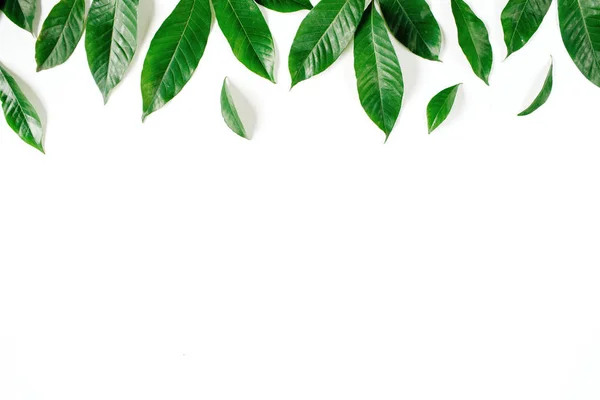 Зеленые листья рисунок на белом фоне — стоковое фото