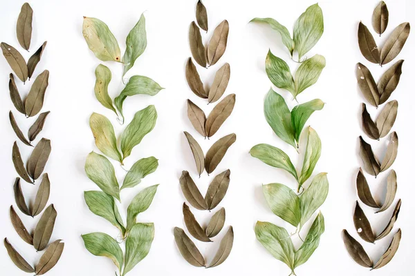 Πράσινα και καφετιά φύλλα σε λευκό — Φωτογραφία Αρχείου