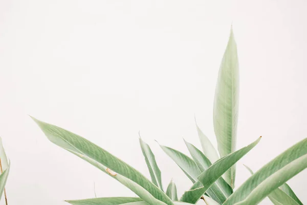 Plantas de hoja verde — Foto de Stock