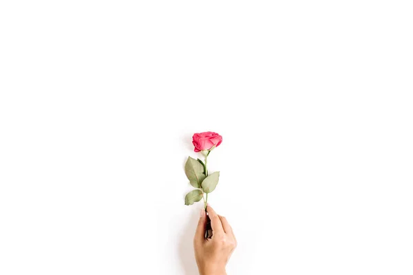 Gyönyörű vörös rózsa virág — Stock Fotó