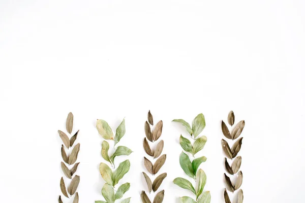 Listy zelené a hnědé na bílém — Stock fotografie