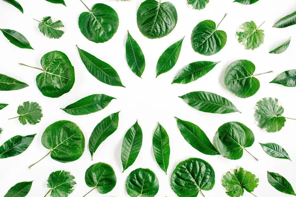 beyaz arkaplanda yeşil yapraklar