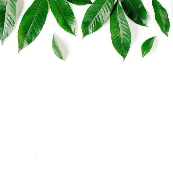 흰 배경에 녹색 잎 무늬 — 스톡 사진