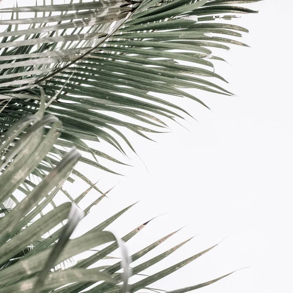 Tropische palm takken — Stockfoto