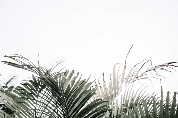 Тропічний пальмовими гілками — стокове фото