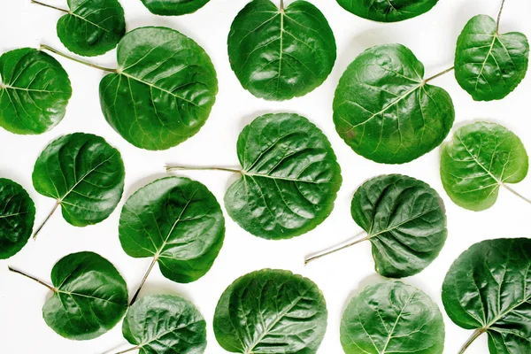 Πράσινο μοτίβο φύλλα σε λευκό φόντο — Φωτογραφία Αρχείου