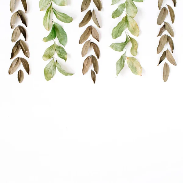 Green and brown leaves on white — Stock Photo, Image