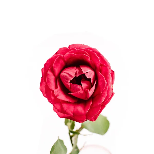 Bela flor rosa vermelha — Fotografia de Stock