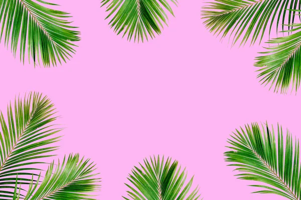 Tropical exotic palm branches frame