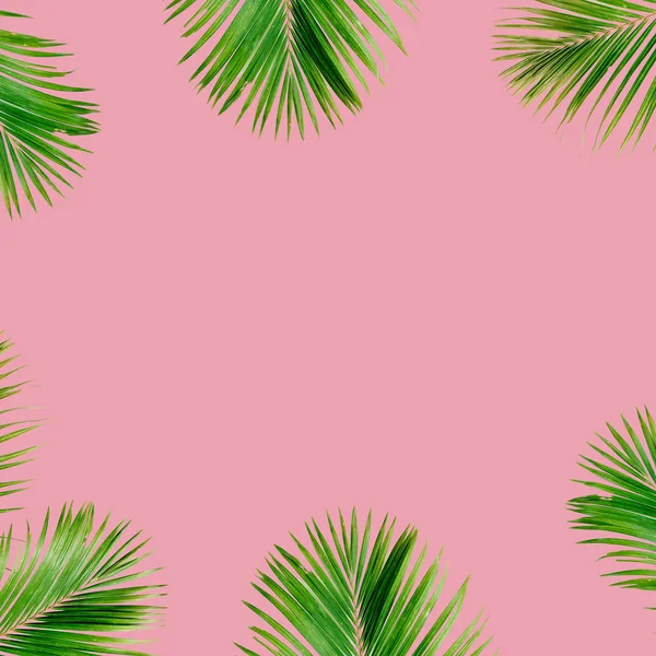 Tropical exotic palm branches frame