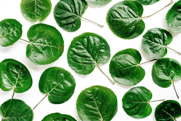 녹색 잎의 꽃 패턴 — 스톡 사진