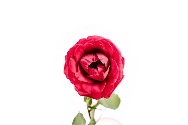 Bela flor rosa vermelha — Fotografia de Stock