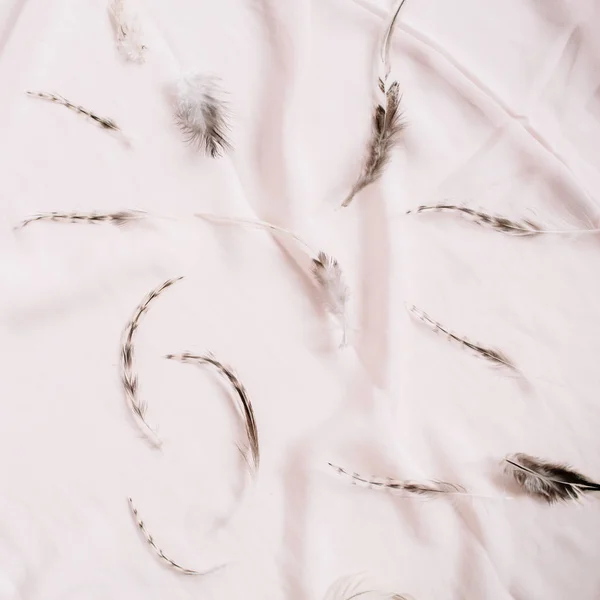 Bird feathers pattern — Stock Image Bird feathers pattern Royalty Free Stock Images