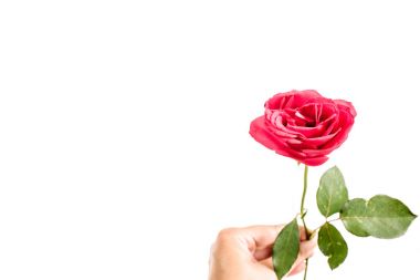 Güzel kırmızı gül çiçeği