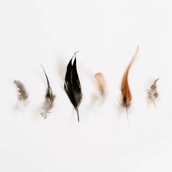 Modèle de plumes d'oiseau — Photo