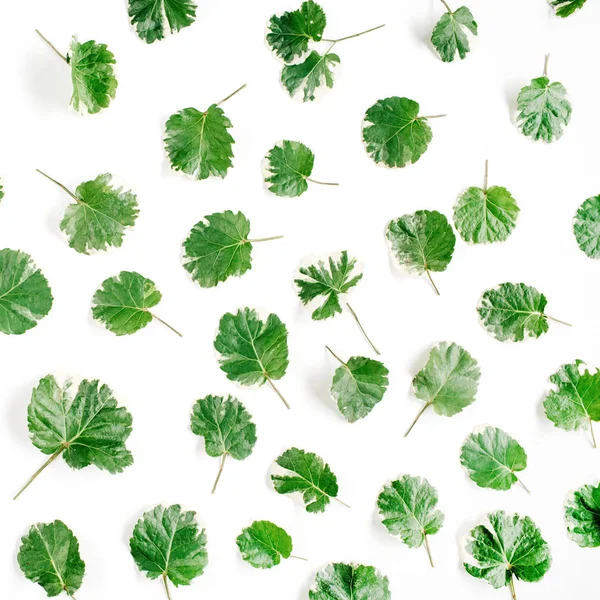 Hojas verdes sobre fondo blanco — Foto de Stock