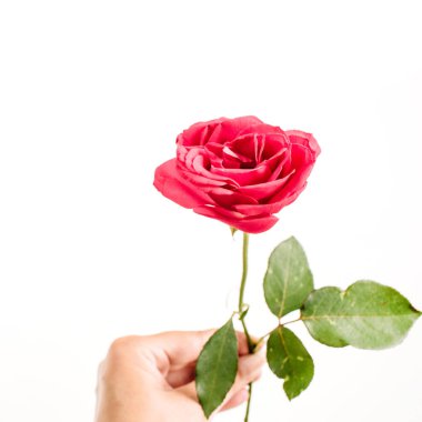 Güzel kırmızı gül çiçeği