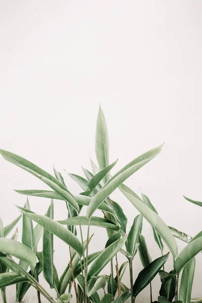 Zöld leveles növények, bézs színű fal közelében — Stock Fotó