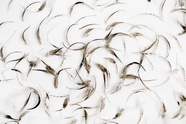 Bird feathers pattern — Stock Photo, Image