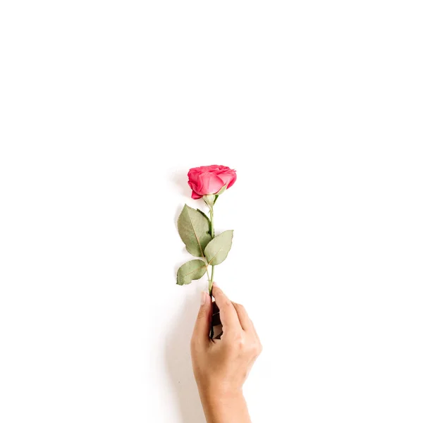 Hermosa flor de rosa roja —  Fotos de Stock