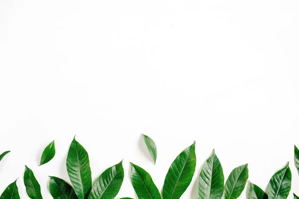 Πράσινα φύλλα σε λευκό φόντο — Φωτογραφία Αρχείου
