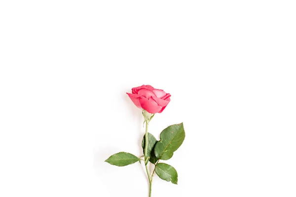 Bela flor rosa vermelha — Fotografia de Stock