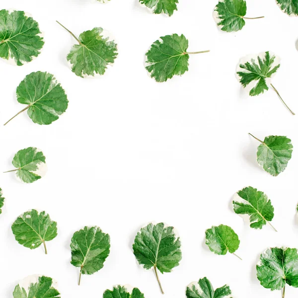 Πράσινα φύλλα σε λευκό φόντο — Φωτογραφία Αρχείου