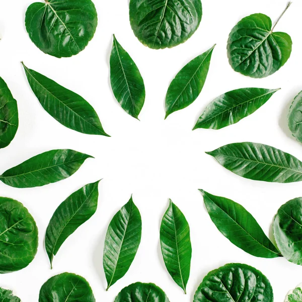 Green leaves on white background