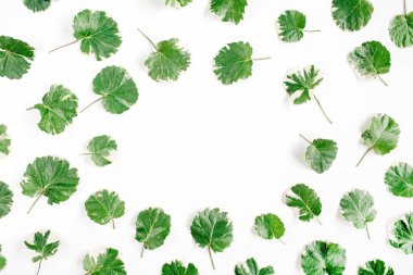 beyaz arkaplanda yeşil yapraklar