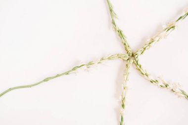 beyaz zemin üzerine beyaz çiçekler