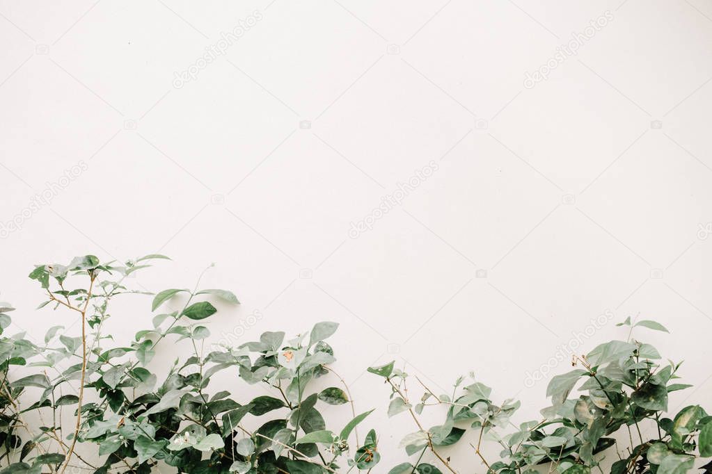 Green leaf bush near beige wall. 