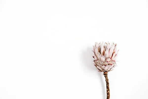 Belleza flor protea —  Fotos de Stock