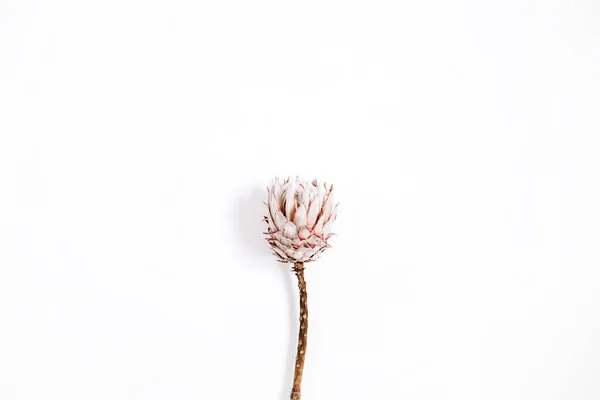 Bela flor de protea — Fotografia de Stock