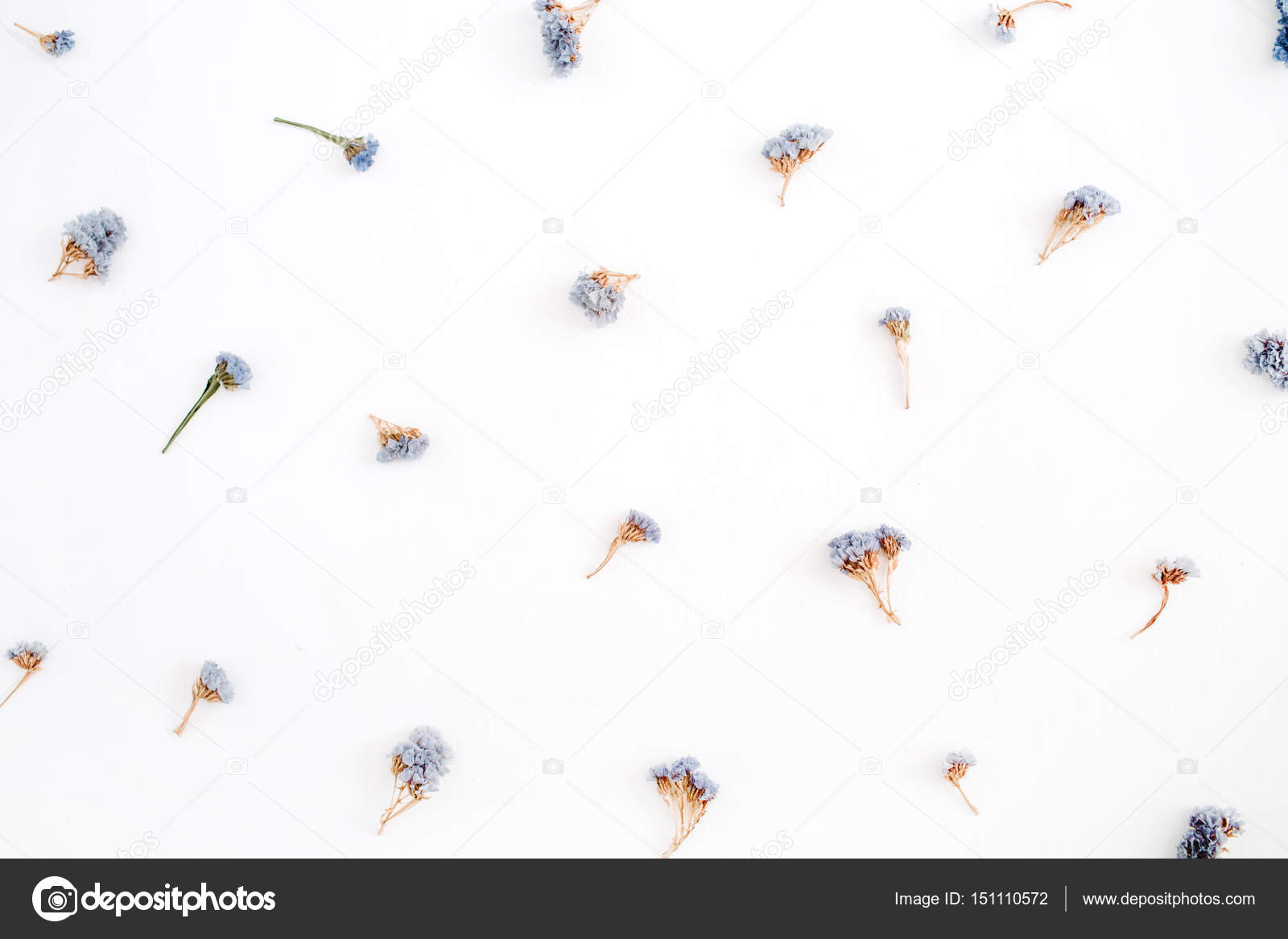 Blue dried flowers on white background Stock Photo by ©maximleshkovich