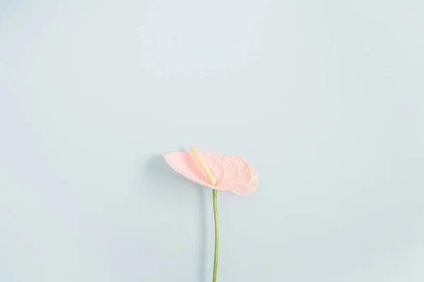 Belle fleur rose anthurium — Photo