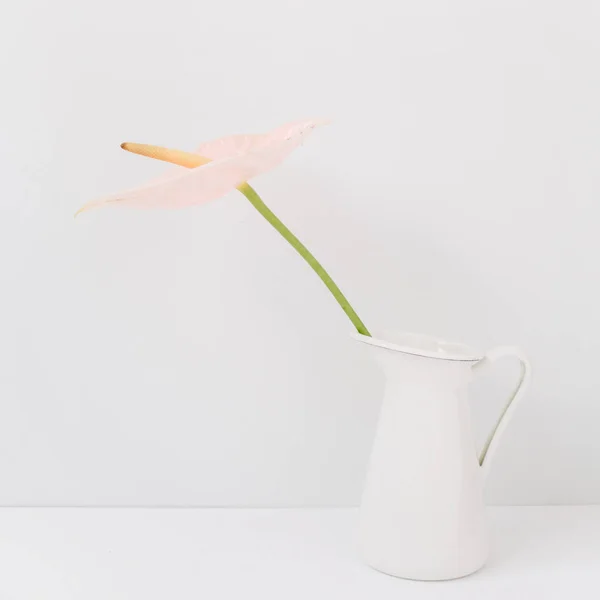 Бледно-розовый цветок в белой поливной банке — стоковое фото