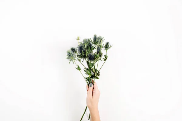 Eringium virág csokor a lány kezét — Stock Fotó