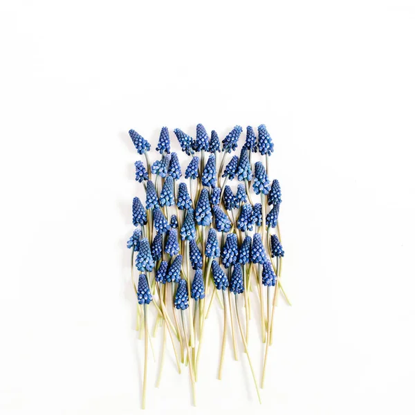 Lindas flores de muscari azul — Fotografia de Stock