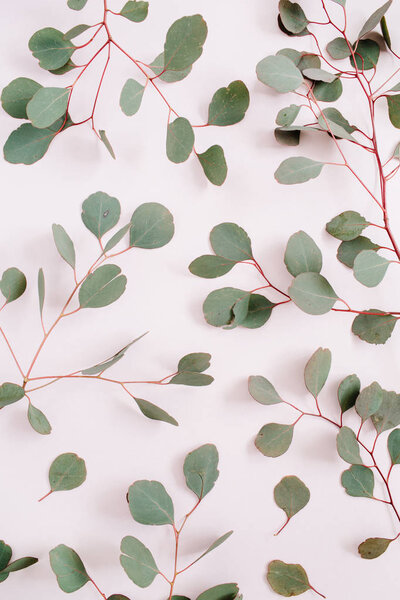 Beautiful eucalyptus branches pattern