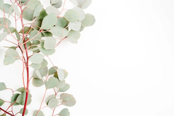 Beau motif de branches d'eucalyptus — Photo