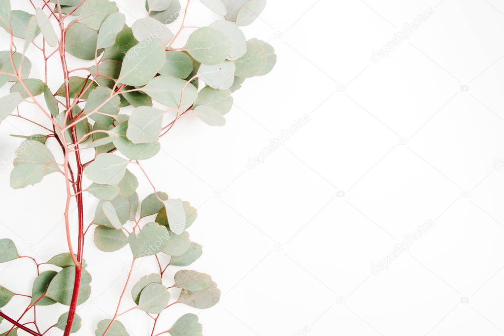 Beautiful eucalyptus branches pattern