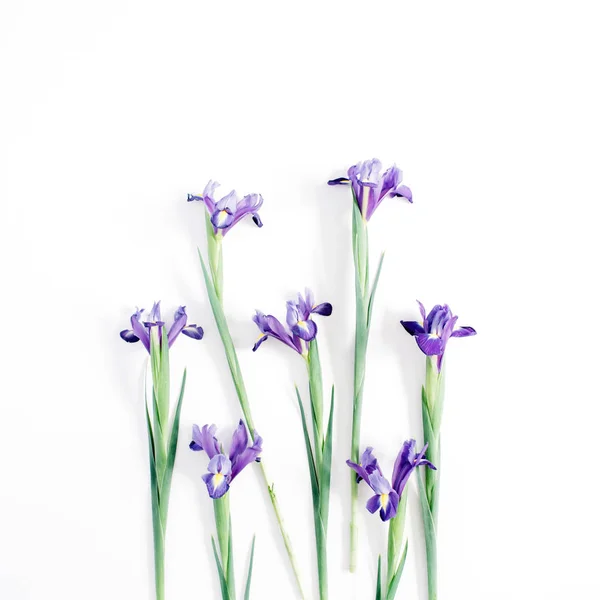 Mooie paarse iris bloemen — Stockfoto